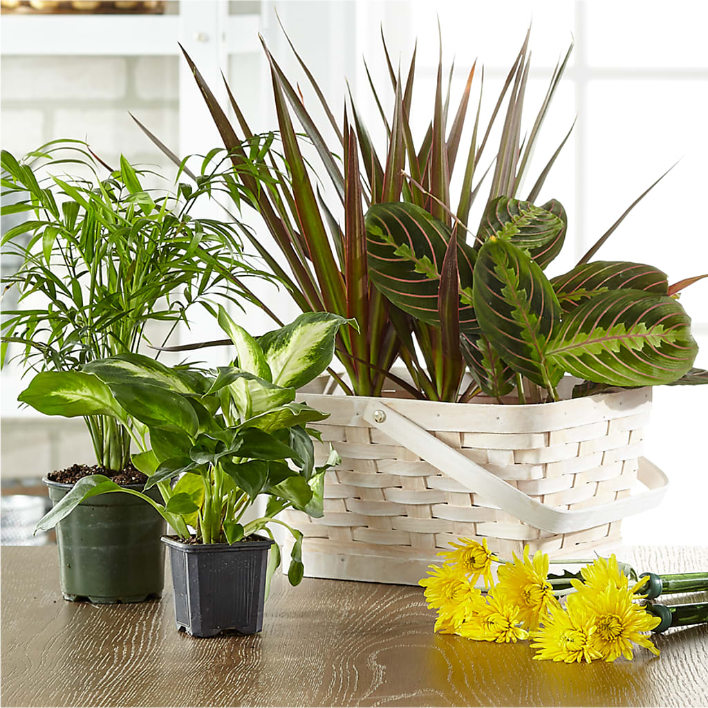 Florist Designed Blooming and Green Plants in a Basket – Oopsie Daisy Llc, Berlin NJ