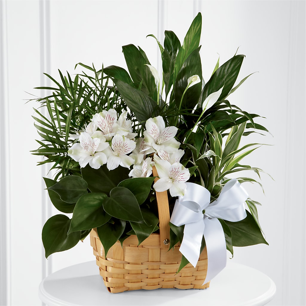 Peace & Serenity Dishgarden – Oopsie Daisy Llc, Berlin NJ
