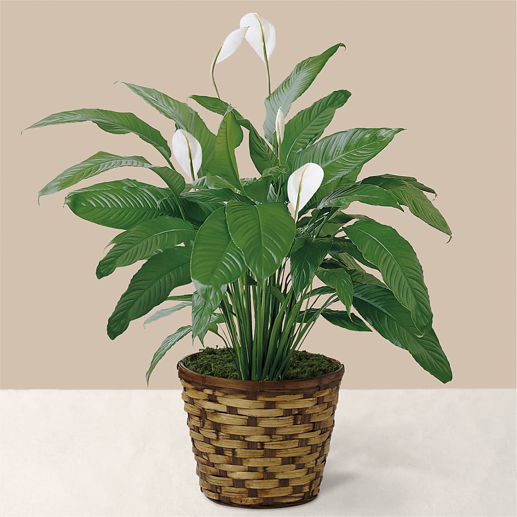 Tranquil Moments Peace Lily Plant – Oopsie Daisy Llc, Berlin NJ