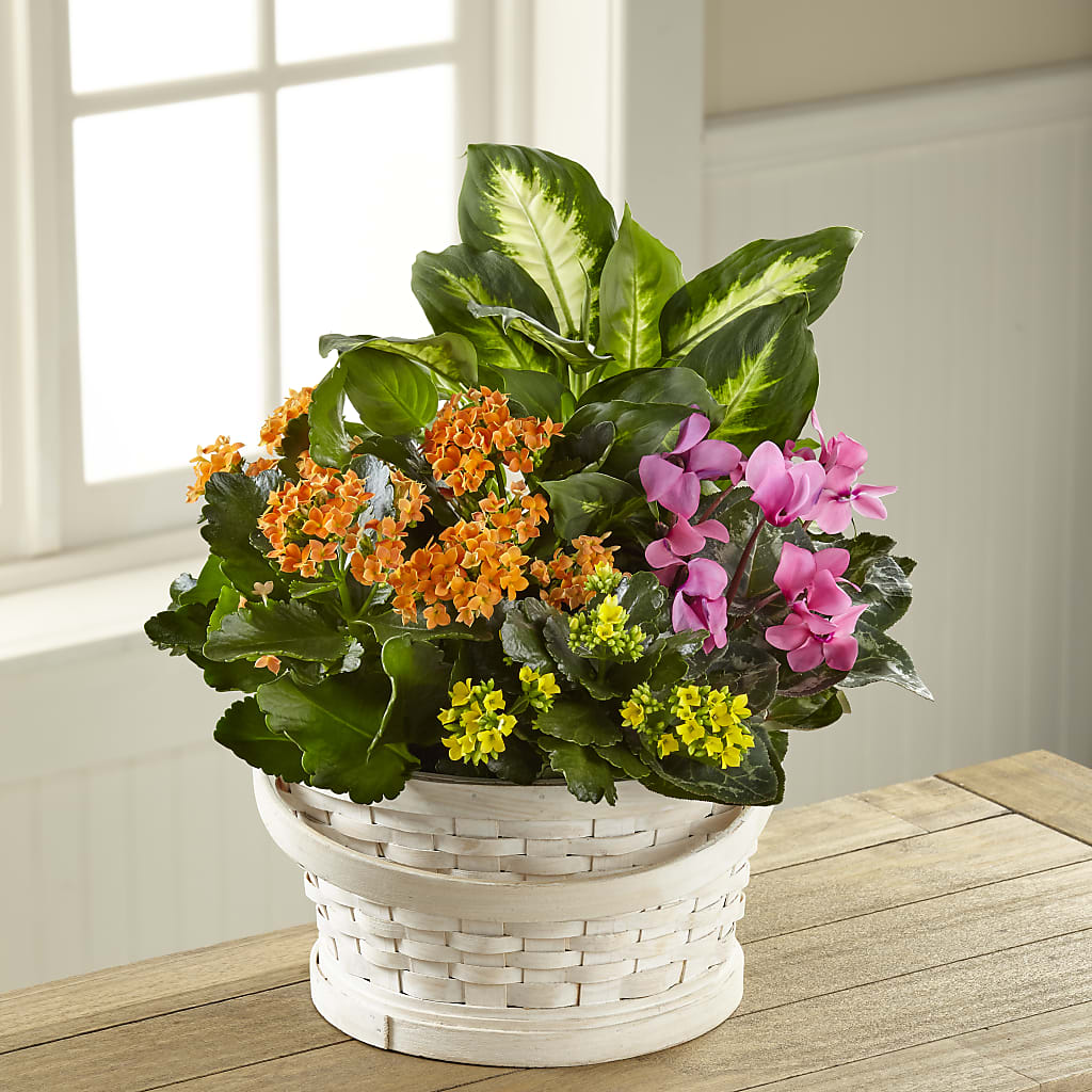 Color Crush Dishgarden – Oopsie Daisy Llc, Berlin NJ