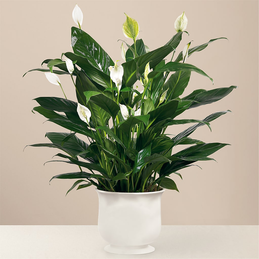 Comfort Planter – Oopsie Daisy Llc, Berlin NJ