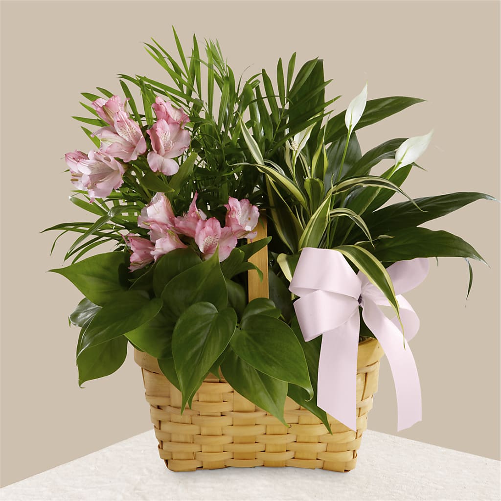 Living Spirit Dishgarden – Oopsie Daisy Llc, Berlin NJ