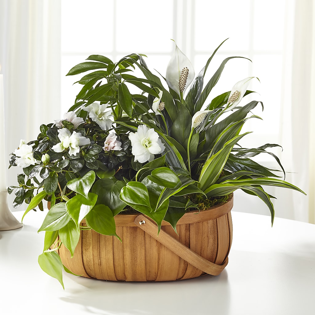 Serene Dishgarden – Oopsie Daisy Llc, Berlin NJ