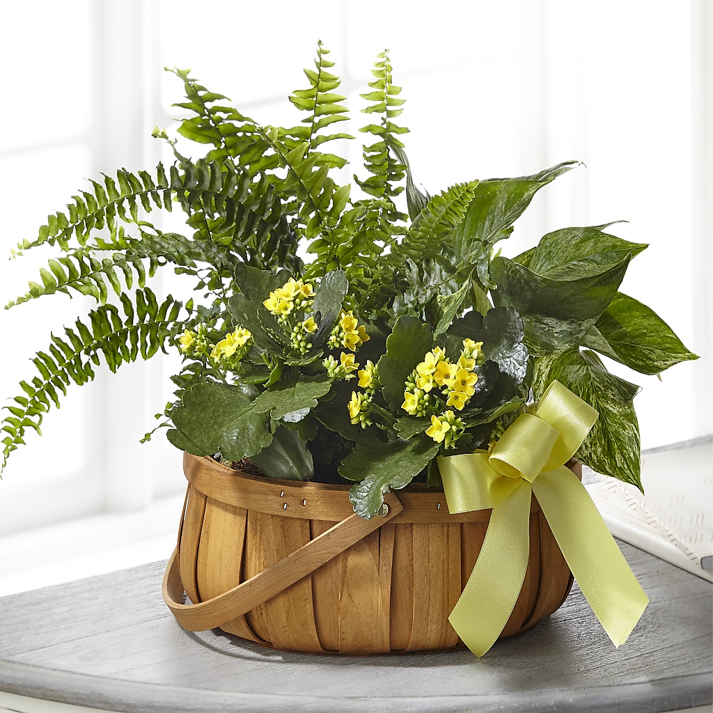 Always Dear Dishgarden – Oopsie Daisy Llc, Berlin NJ
