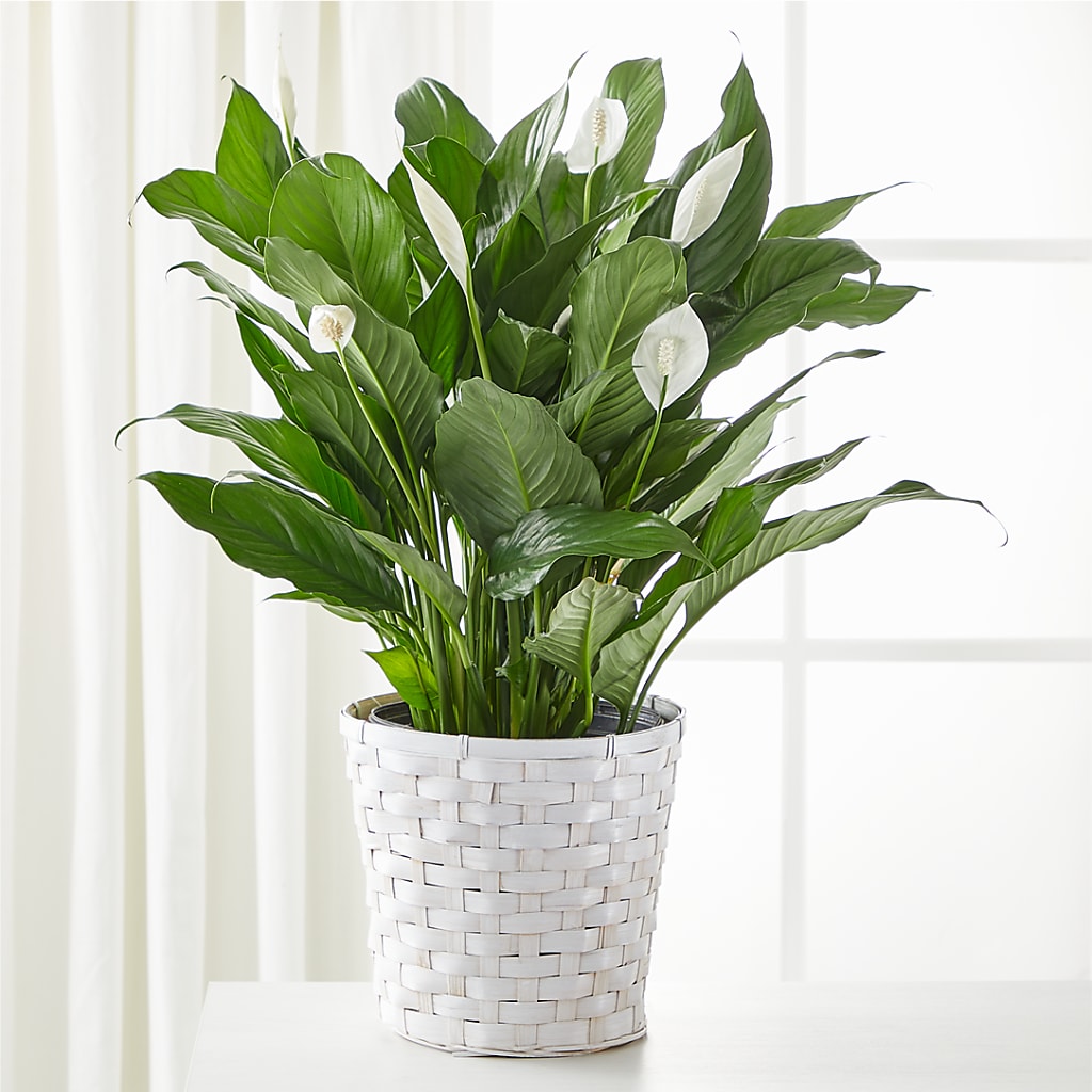 A New Leaf Peace Lily – Oopsie Daisy Llc, Berlin NJ