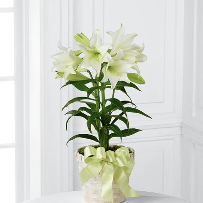 Easter Lily Plant –  Oopsie Daisy Llc, Berlin NJ