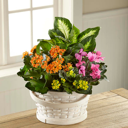 Color Crush Dishgarden –  Oopsie Daisy Llc, Berlin NJ
