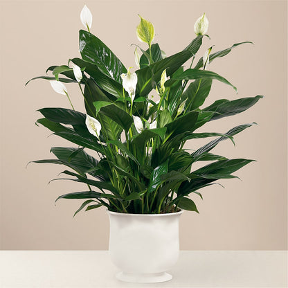 Comfort Planter –  Oopsie Daisy Llc, Berlin NJ