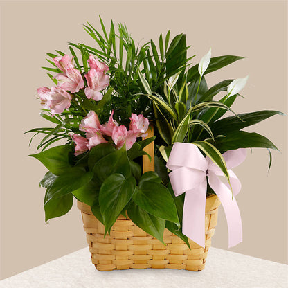 Living Spirit Dishgarden –  Oopsie Daisy Llc, Berlin NJ