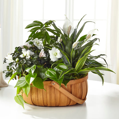 Serene Dishgarden –  Oopsie Daisy Llc, Berlin NJ