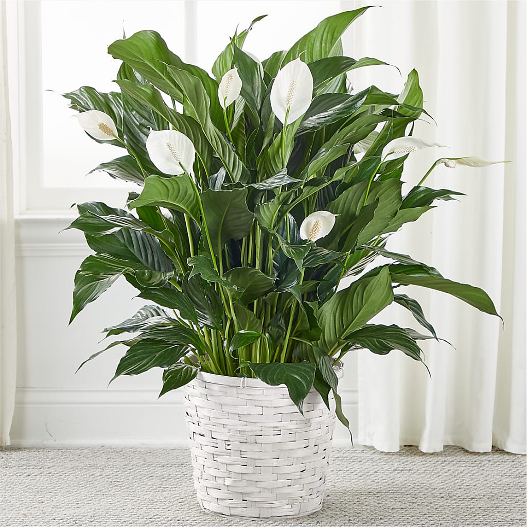peace lily oxygen night A New Leaf Peace Lily – white flower arrangement | Berlin, NJ