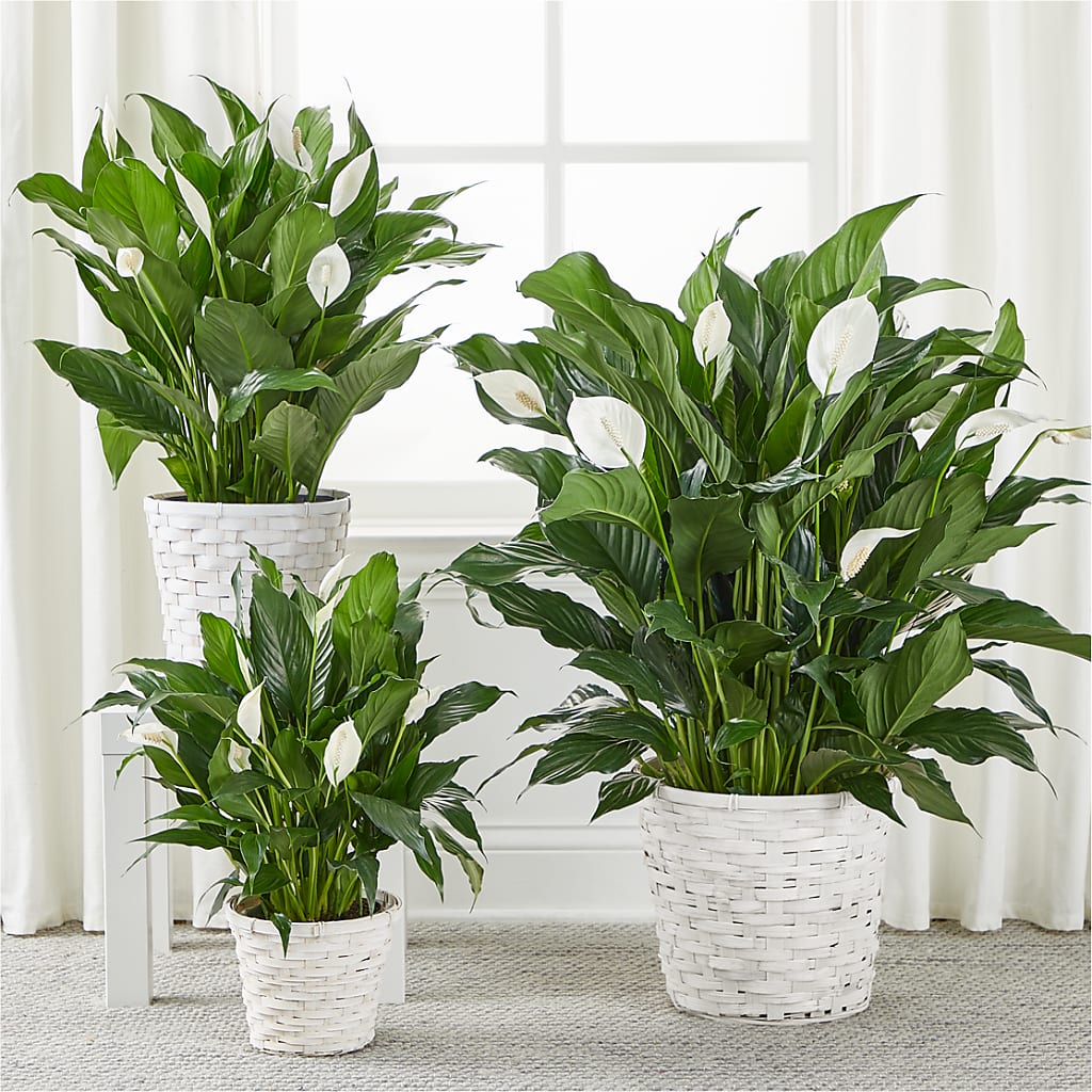 A New Leaf Peace Lily –  Oopsie Daisy Llc, Berlin NJ