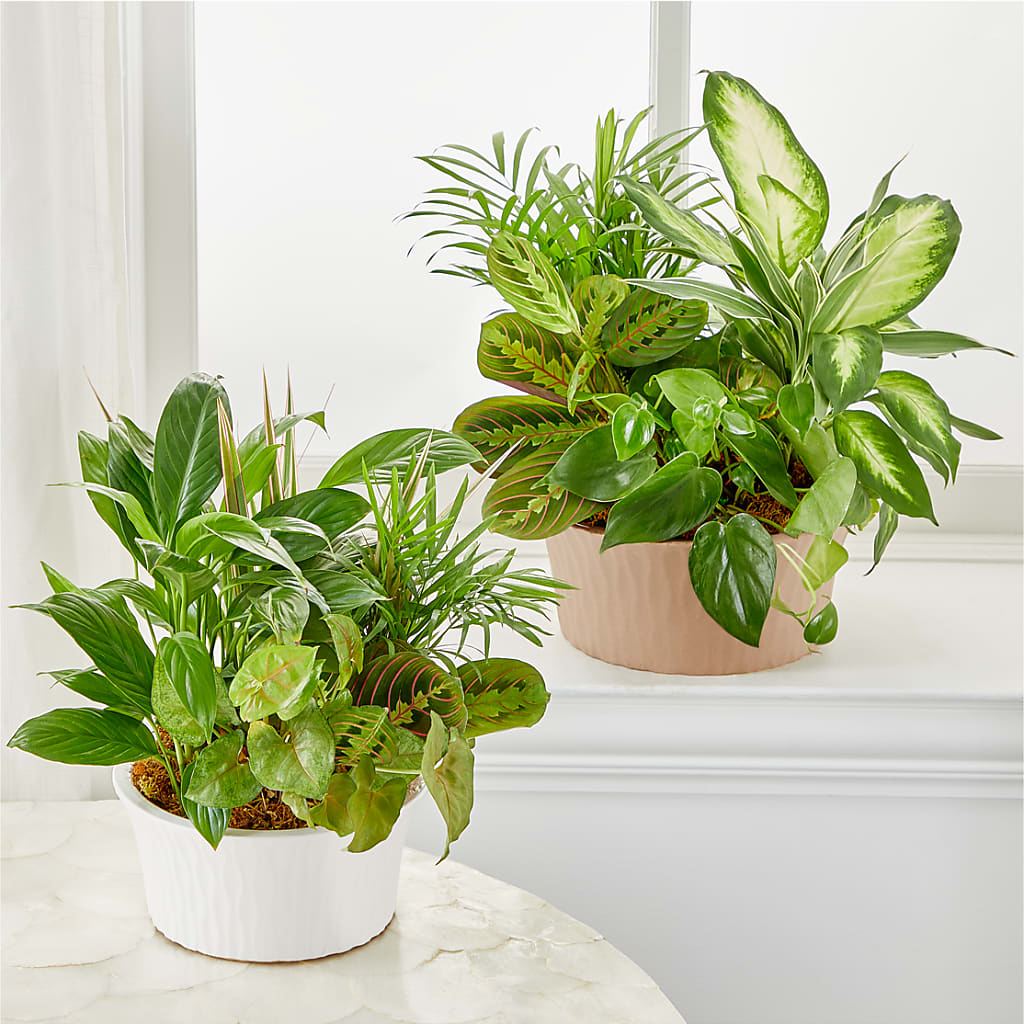 Balance & Harmony Dishgarden –  Oopsie Daisy Llc, Berlin NJ