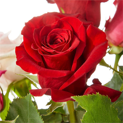 Love Notes Rose Bouquet –  Oopsie Daisy Llc, Berlin NJ